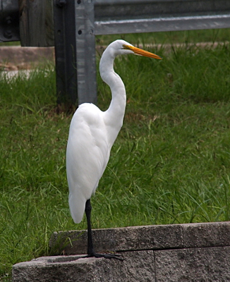 [This egret stands on concrete blocks with its feet handing over the edge. Its head and neck are extended upward in an ess shape.]
